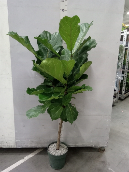 <h4>Ficus lyrata</h4>