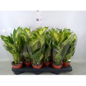 Dieffenbachia  'Compacta'