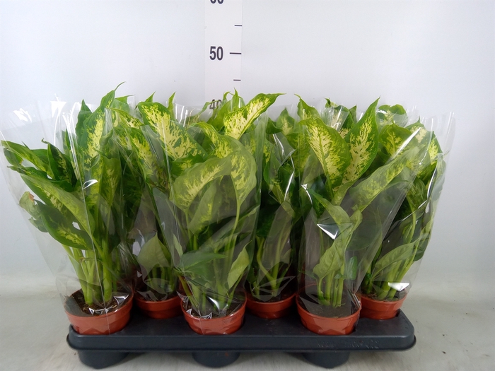 <h4>Dieffenbachia  'Compacta'</h4>