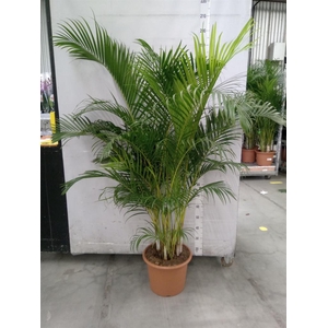 Dypsis lutescens   ...Chrysalidoca