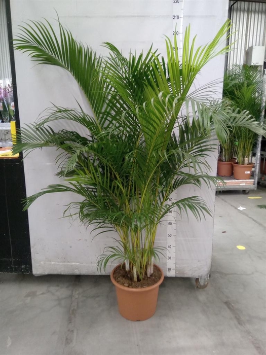 <h4>Dypsis lutescens   ...Chrysalidoca</h4>