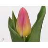 Tulipa En Tom Pouce