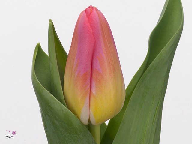 Tulipa En Tom Pouce