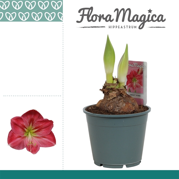 <h4>Amaryllis Sweet Pink 2 Knop OP</h4>