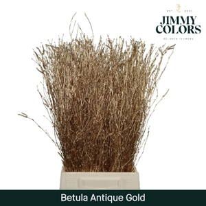 Betula L60 Mtlc. Antique Goldd