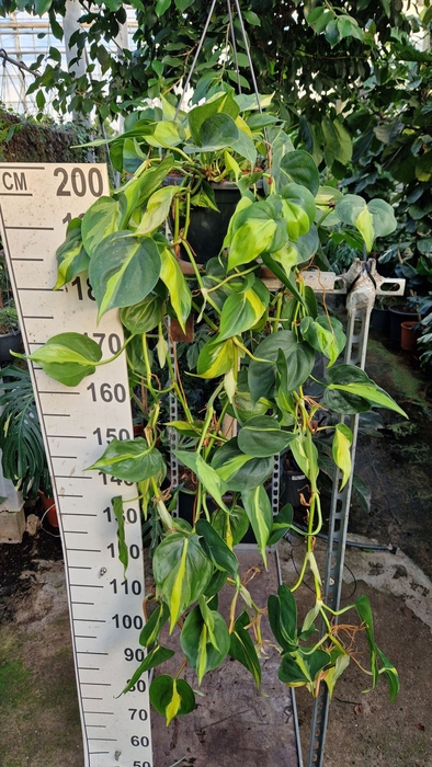 <h4>Philodendron Brasil</h4>