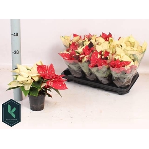 EUPHOR PULCHERRIM OV