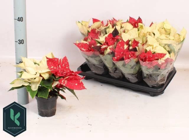 <h4>EUPHOR PULCHERRIM OV</h4>