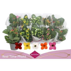 KALANCHOE MIX FAVORITA