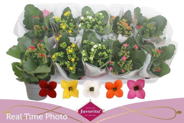 <h4>KALANCHOE MIX FAVORITA</h4>