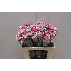 Di Tr Symply Bluchfly