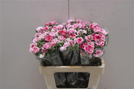 <h4>Di Symply Bluchfly</h4>