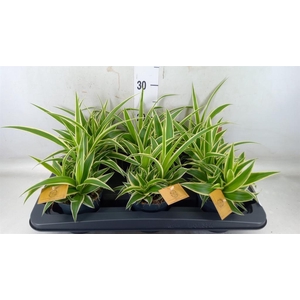 Chlorophytum com. 'Ocean'