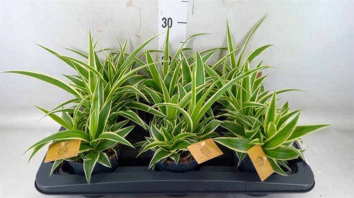 <h4>Chlorophytum com. 'Ocean'</h4>