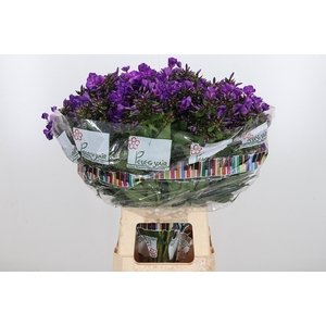 Phlox Van Gogh