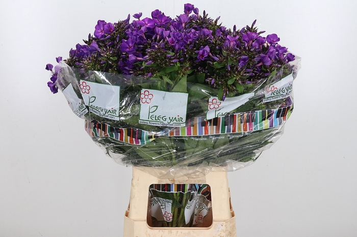 <h4>Phlox Van Gogh</h4>