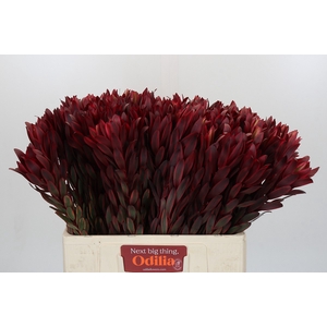 Leucadendron Jester