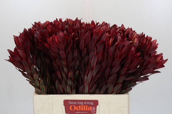 Leucadendron Jester