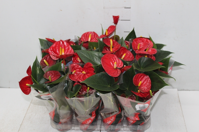 <h4>ANTHURIUM RED SUCCESS P09</h4>