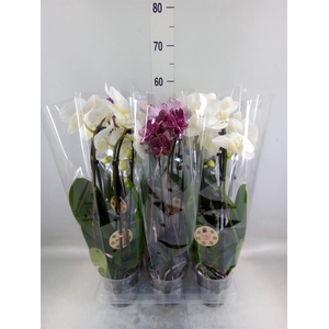 Phalaenopsis  'Elegant Cascade'