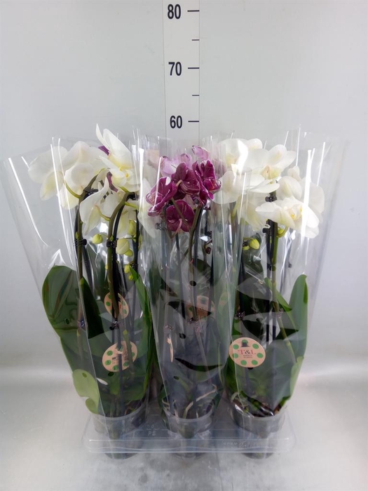 <h4>Phalaenopsis  'Elegant Cascade'</h4>