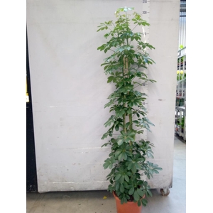 Schefflera arbor. 'Compacta'