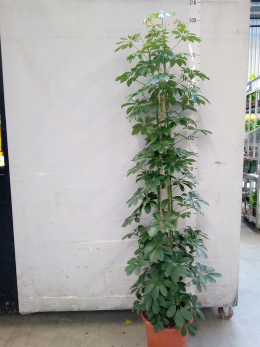 <h4>Schefflera arbor. 'Compacta'</h4>