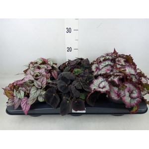 Begonia BD rex   ...mix
