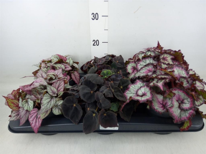 <h4>Begonia BD rex   ...mix</h4>