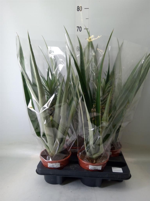 <h4>Ananas  'Champaca'</h4>