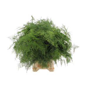 Asparagus Set Extra Veren