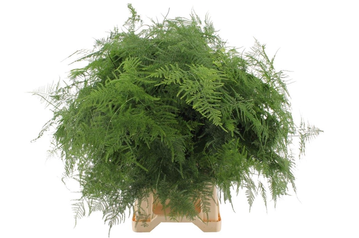 <h4>Asparagus Setaceus Extra Plumose</h4>