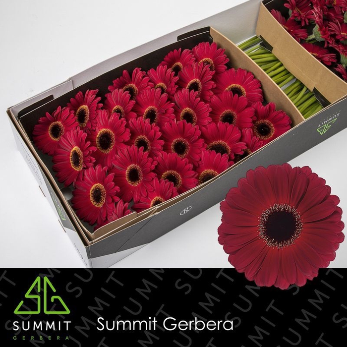 <h4>Gerbera Dark Diamond</h4>