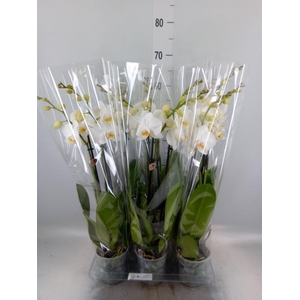 Phalaenopsis   ...white