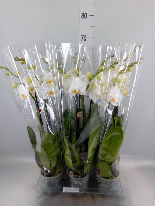 <h4>Phalaenopsis   ...white</h4>