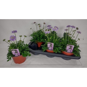 SCAB CO BUTTERFLY BL