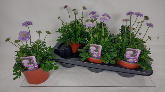 <h4>SCAB CO BUTTERFLY BL</h4>