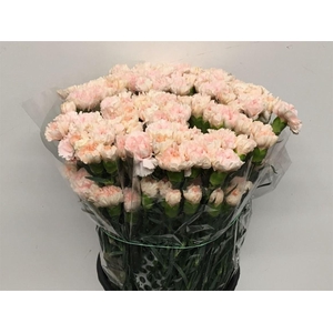 Di St Maruchi Light Pink X 160