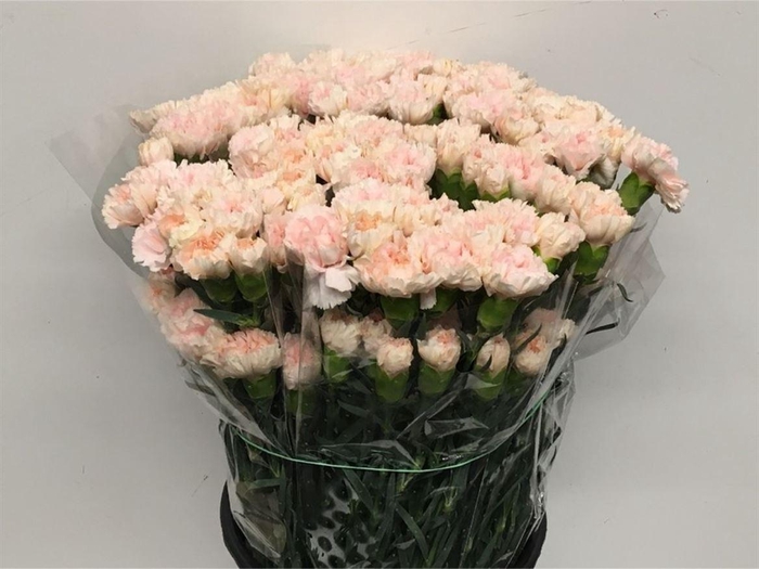 <h4>Di St Maruchi Light Pink X 160</h4>