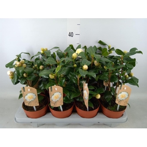 Camellia japonica 'Brushfield Yell'