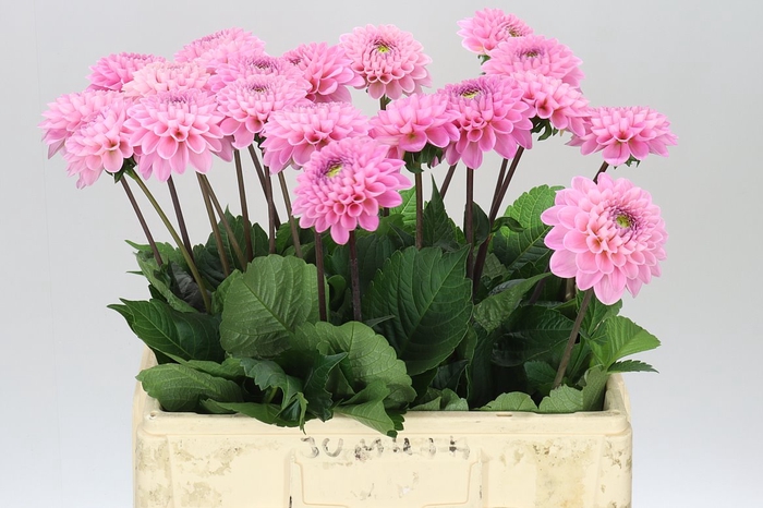 <h4>Dahlia Wizzard Of Oz Ex</h4>