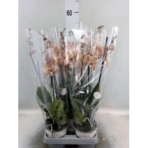 Phalaenopsis  'Ant Varese'