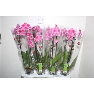 Phal El Cascade Fortune Teller 1 Branche 6+