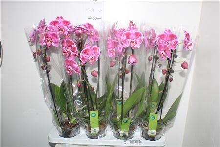 <h4>Phal El Cascade Fortune Teller 1 Branche 6+</h4>
