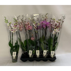 PHAL GEM