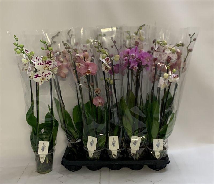 PHAL GEM