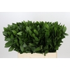 Ruscus Hypophyllum