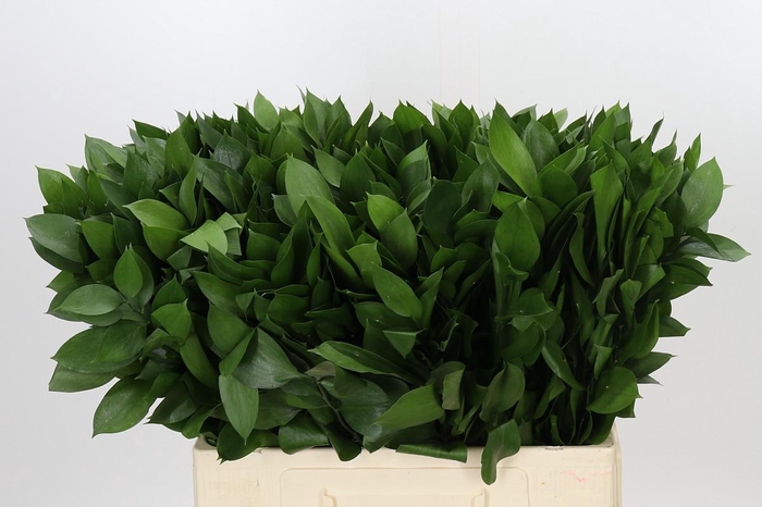 <h4>Ruscus Hypophyllum</h4>