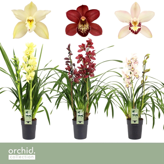 <h4>Cymbidium, Mix 2-spike P14 'Orchid Collection'</h4>