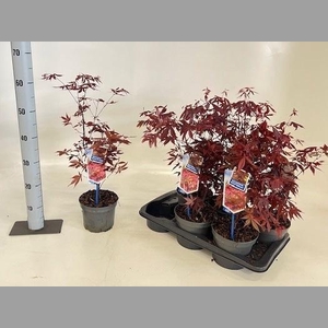 ACER PA ATROPURPUREU